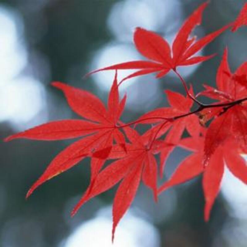 電話占いヴェルニ | アヤノ先生